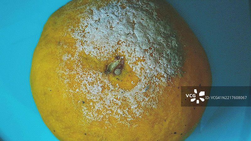 柑橘，霉菌，柑橘腐烂，绿色霉菌 柑橘绿色霉菌（青霉菌）图片素材