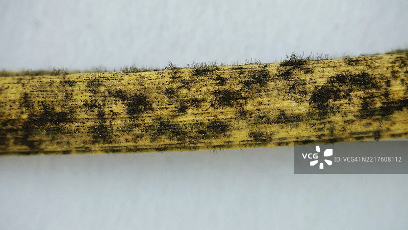 显微镜、稻草、霉菌图片素材