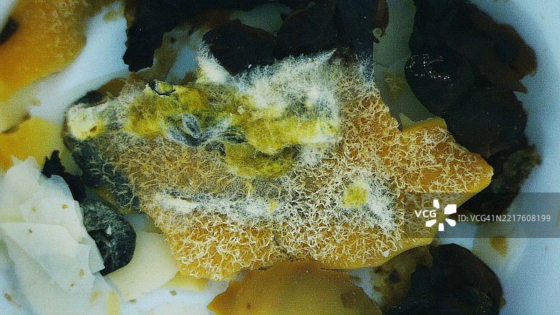 纳豆黑豆，真菌感染，纳豆激酶，纳豆芽孢杆菌，枯草芽孢杆菌图片素材