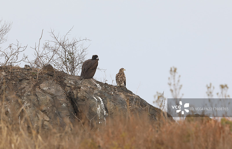 鹰和白尾鹰图片素材