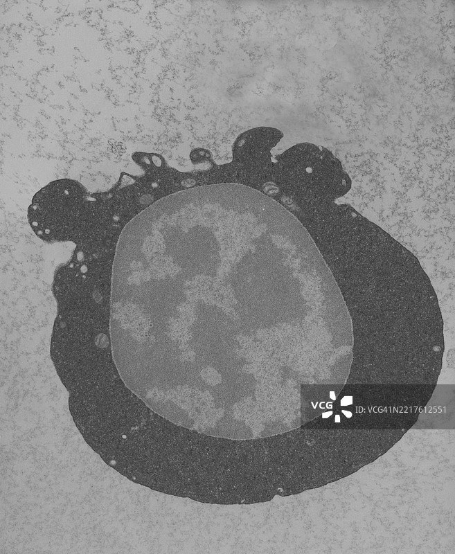 有核红细胞，未成熟红细胞，造血干细胞，骨髓细胞图片素材