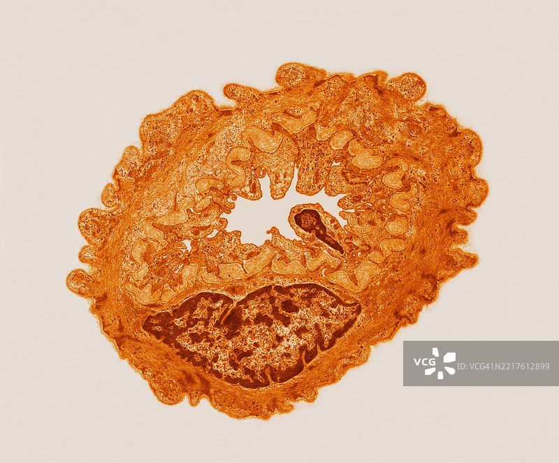 血管和循环的动脉小管图片素材