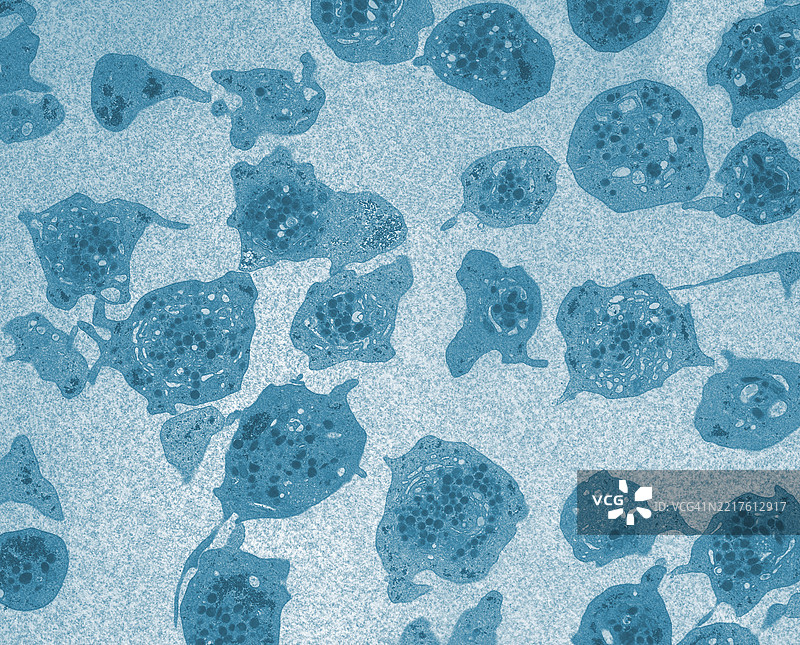 血液中的血小板图片素材