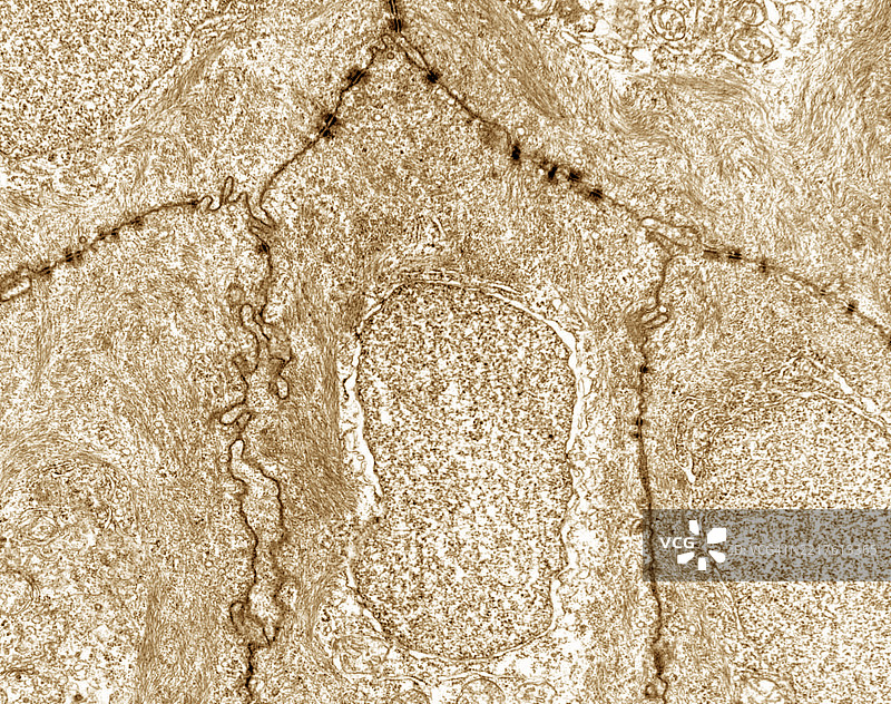 上皮细胞边界和黏附层图片素材