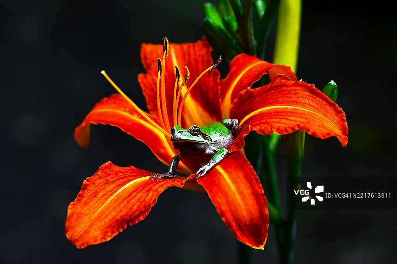 花朵与树蛙，树蛙家庭图片素材