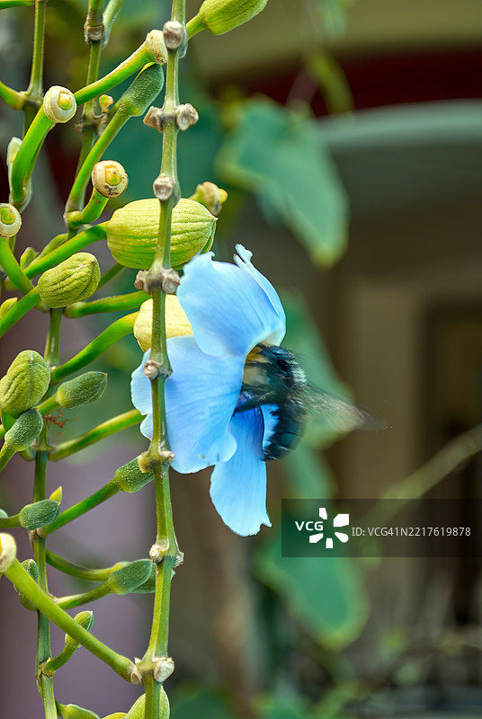 特写镜头展示了一朵淡蓝色的兰花，里面有一只黑色的木蜂。图片素材