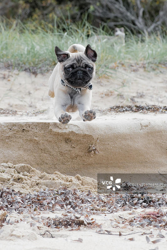 巴哥小狗的信念飞跃图片素材