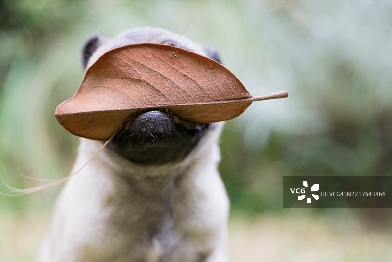 捉迷藏的巴哥小狗图片素材