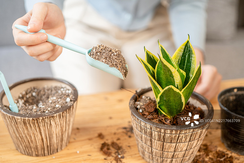 特写女性的手在更换和更新盆栽土壤。图片素材