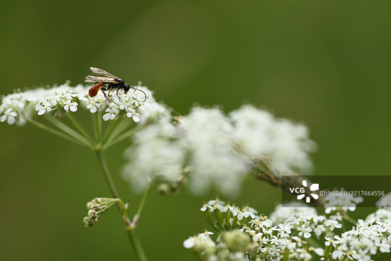 野生胡萝卜与黄蜂图片素材
