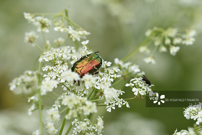 Cetoniinae图片素材