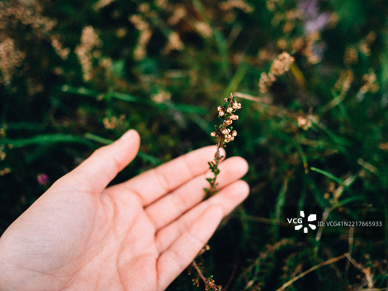 特写镜头中，一只手轻轻握着森林中的野花图片素材