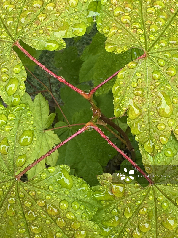 春雨滴落在藤枫（Acer circulator）上，位于俄勒冈州的喀斯喀特山脉。图片素材