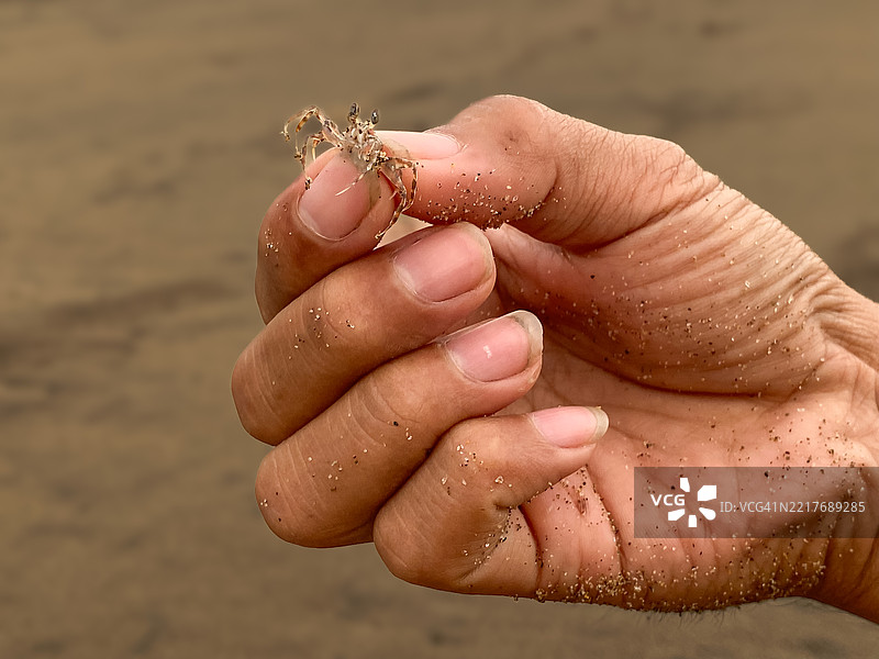 小螃蟹在人的手中图片素材