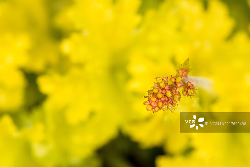 花朵柱头植物宏观特写图片素材