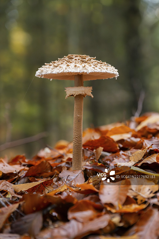 秋季巴伐利亚森林中的伞菇（Macrolepiota procera）图片素材