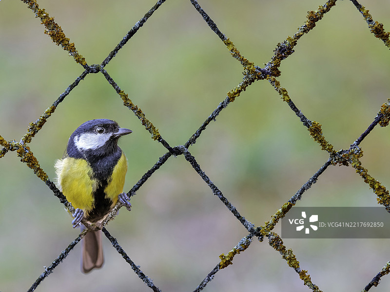 大山雀（Parus major）栖息在覆盖着地衣的生锈铁丝网围栏上，莱茵河泛滥平原，上莱茵，巴登-符腾堡州，德国，欧洲图片素材