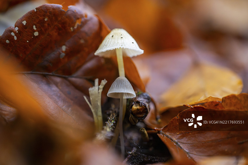 秋季巴伐利亚德国森林中的牛奶小伞菌（Mycena galopus）图片素材