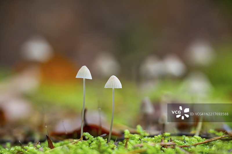 秋季巴伐利亚森林中的牛奶小伞菌（Mycena galopus）图片素材
