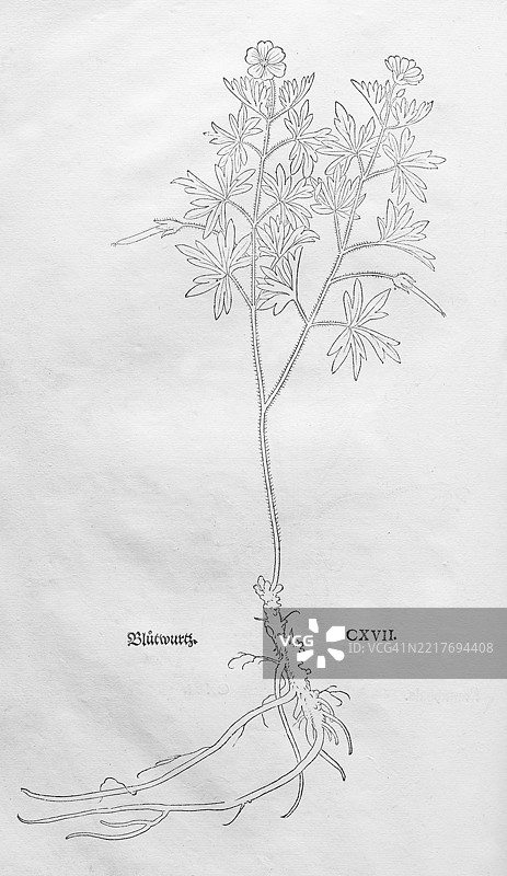 血鸢尾（Geranium sanguineum），莱昂哈特·福克斯的木刻，来自《新草药书》，迈克尔·伊辛格林，瑞士巴塞尔，1543年，欧洲图片素材