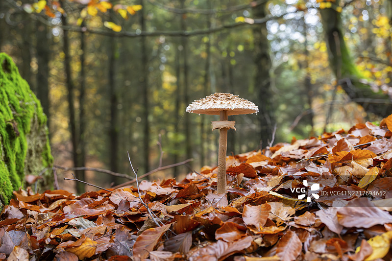 秋季德国巴伐利亚森林中的伞菇(Macrolepiota procera)图片素材