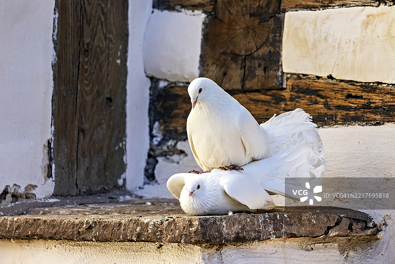 两只白鸽在图林根州艾森纳赫附近的木墙前的石台上休息图片素材