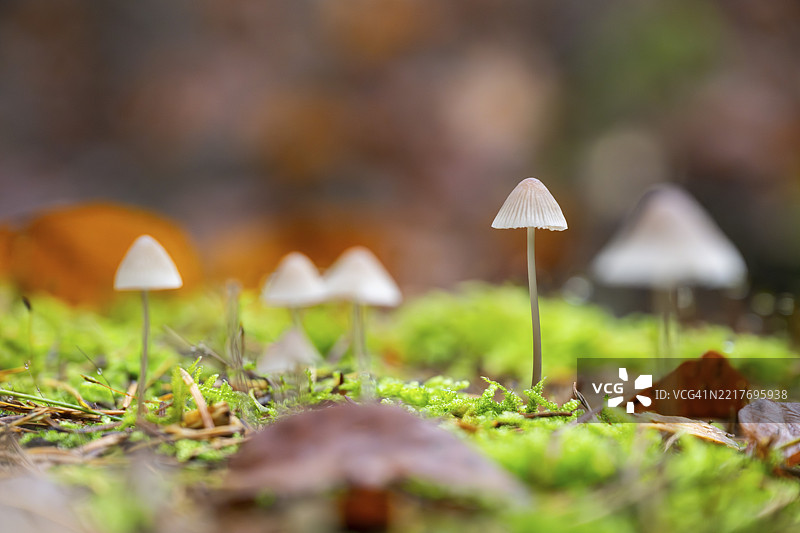 秋季巴伐利亚德国森林中的牛奶小伞菌（Mycena galopus）图片素材