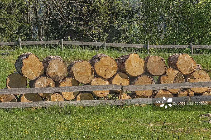 春天的草地上堆放着切割好的云杉树干，德国巴伐利亚州施瓦本地区的阿尔高。图片素材