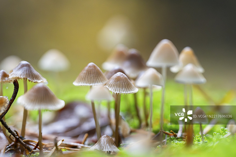 秋季巴伐利亚德国森林中的牛奶小伞菌（Mycena galopus）图片素材