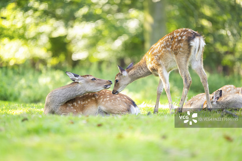母鹿与幼鹿在德国巴伐利亚的草地上。图片素材