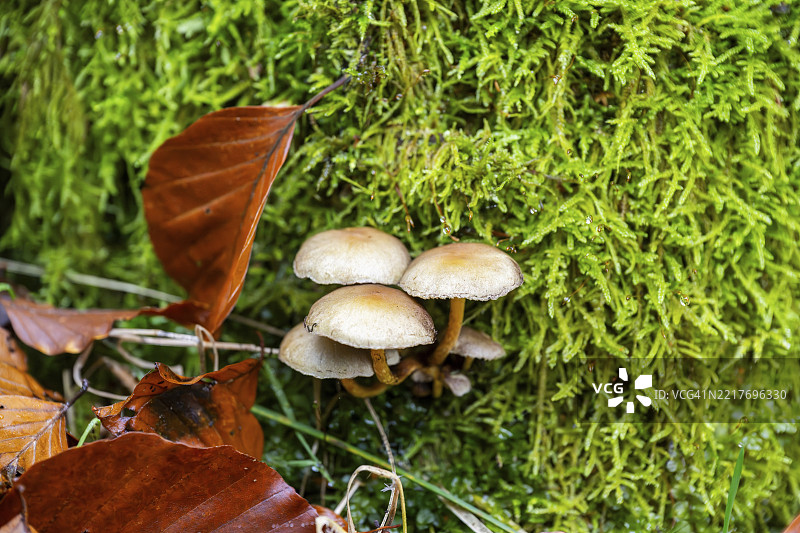 秋季,德国巴伐利亚的森林中,生长在老树干上的Kuehneromyces蘑菇图片素材