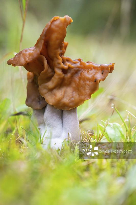 秋季德国巴伐利亚森林中的兜帽假羊肚菌（Paragyromitra infula）蘑菇图片素材