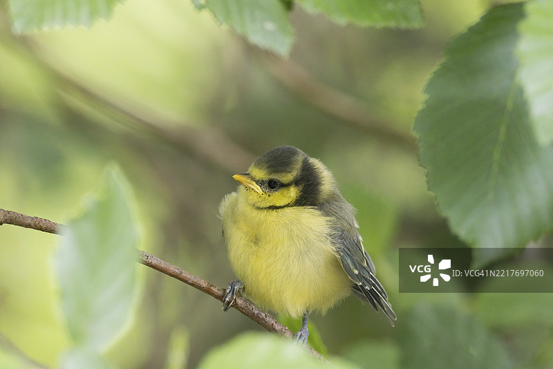 一只大山雀（Parus major），年轻的小鸟，坐在德国黑森州乡间的树枝上。图片素材