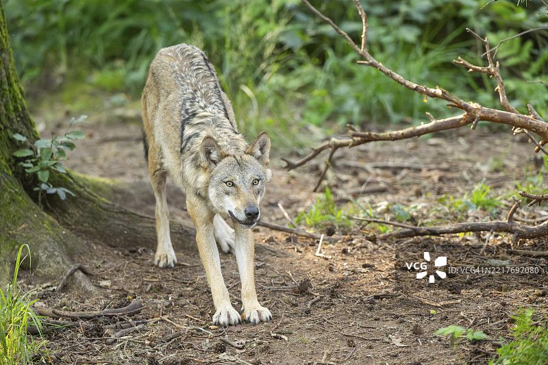 欧亚狼（Canis lupus lupus）在德国黑森州的森林中图片素材