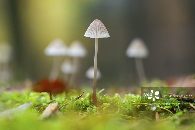 秋季巴伐利亚德国森林中的牛奶小伞菌（Mycena galopus）图片素材
