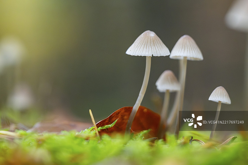 秋季巴伐利亚德国森林中的牛奶小伞菌（Mycena galopus）图片素材