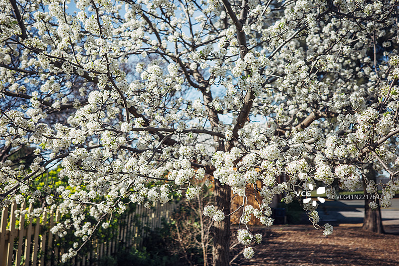 开花梨树（Pyrus communis）的特写图片素材