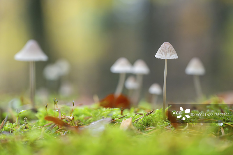 秋季巴伐利亚德国森林中的牛奶小伞菌（Mycena galopus）图片素材