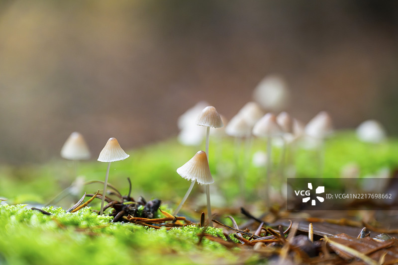秋季巴伐利亚德国森林中的牛奶小伞菌（Mycena galopus）图片素材