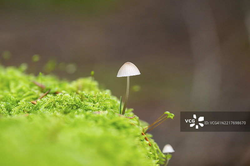 秋季巴伐利亚德国森林中的牛奶小伞菌（Mycena galopus）图片素材