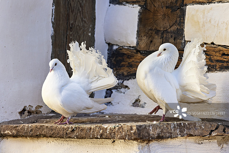 两只白鸽站在石头平台上，背景是木质墙壁，地点为图林根的艾森纳赫。图片素材