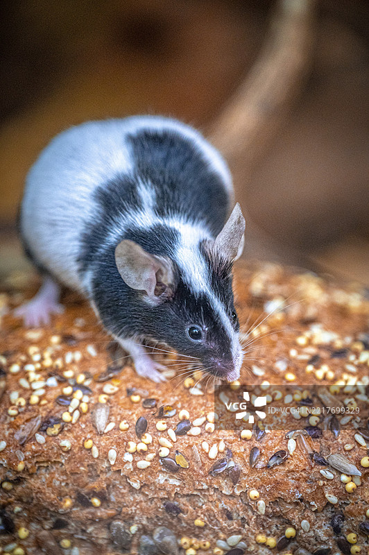 一只黑白相间的老鼠（Mus musculus musculus）在德国萨克森-安哈尔特州的魏森费尔斯一片覆盖着种子的地面上寻找食物。图片素材