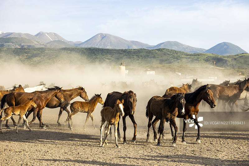野马在开阔的草原上奔跑图片素材