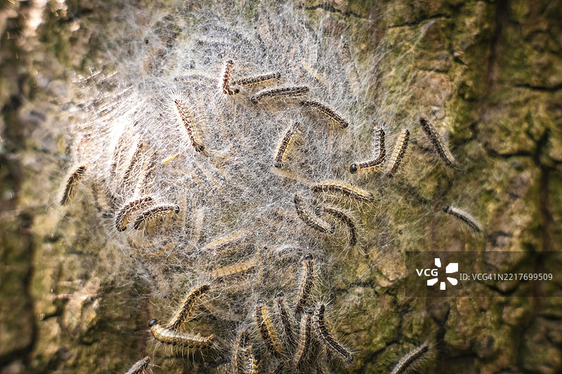 德国杜塞尔多夫的一棵橡树上的橡树毛虫巢图片素材
