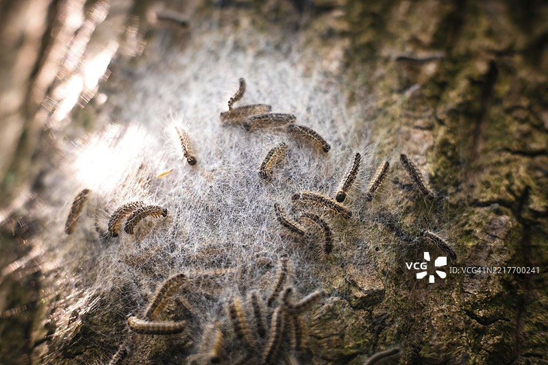 德国杜塞尔多夫的一棵橡树上的橡树毛虫巢图片素材