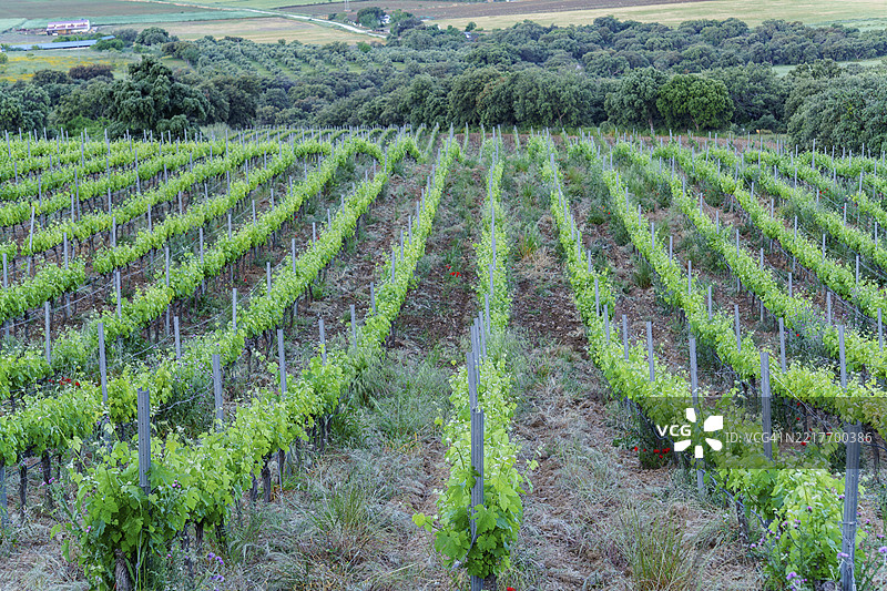 阳光明媚的春天，一片整齐排列的郁郁葱葱的葡萄藤在葡萄园中生长。图片素材