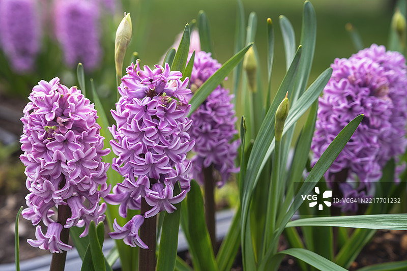 春天粉色和淡紫色风信子花卉花坛特写图片素材