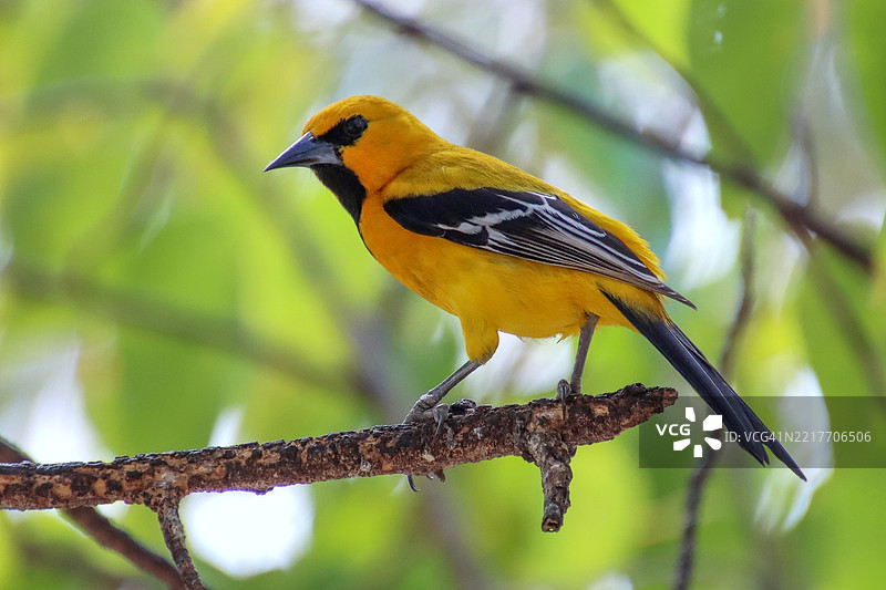 黄鹂（Icterus nigrogularis curasoensis）图片素材