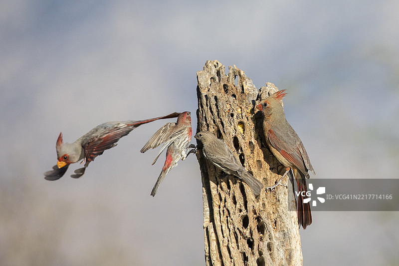 一对家雀和雌性北方红雀栖息，雄性红头雀在空中飞翔图片素材