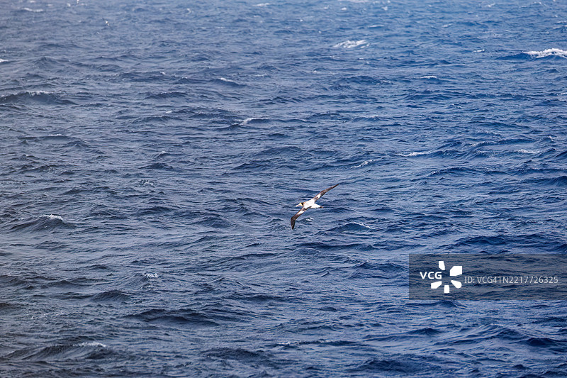 一只巨大的短尾信天翁（Phoebastria albatrus）在海岸外飞翔。翼展超过2米。图片素材